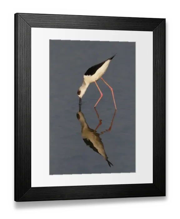 Framed Print : Black-winged Stilt (Himantopus himantopus) adult, feeding in shallow water with reflection, Long Valley