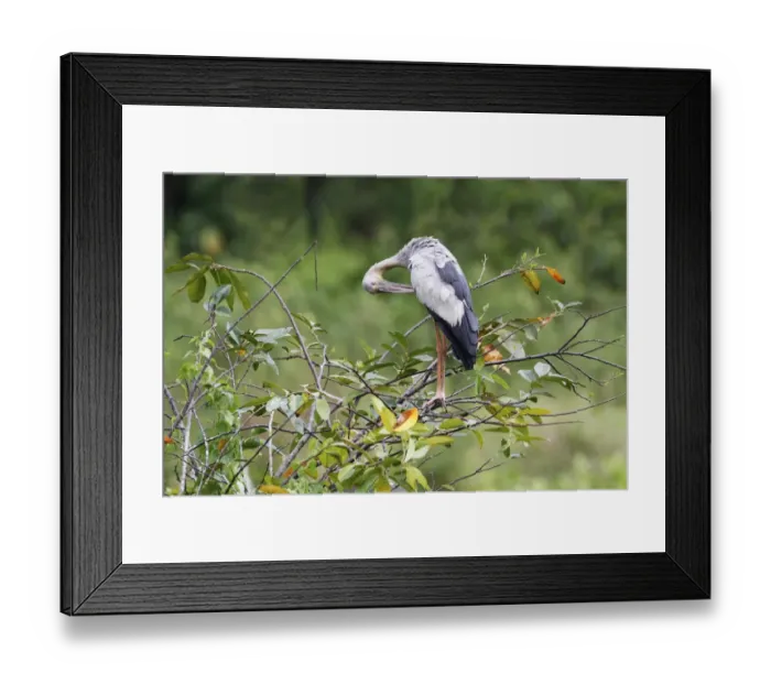 Framed Print : Asian Open-billed Stork (Anastomus oscitans) adult, preening, standing on branches in tree, Sri Lanka, February Framed Print : Asian Open-billed Stork (Anastomus oscitans) adult, preening, standing on branches in tree, Sri Lanka, February