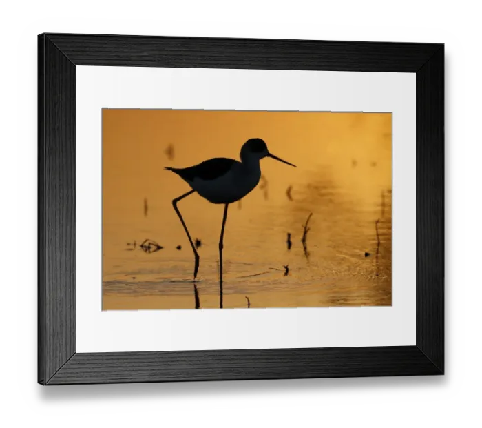 Framed Print : Black-winged Stilt (Himantopus himantopus) adult, walking in shallow water, silhouetted at sunset, Long Valley Framed Print : Black-winged Stilt (Himantopus himantopus) adult, walking in shallow water, silhouetted at sunset, Long Valley