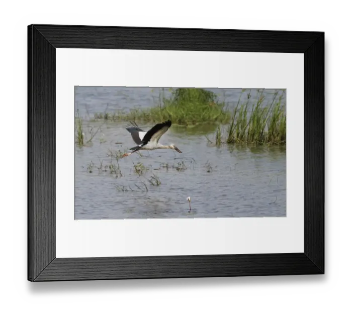 Framed Print : Asian Open-billed Stork (Anastomus oscitans) adult, in flight over lake, Sri Lanka, February Framed Print : Asian Open-billed Stork (Anastomus oscitans) adult, in flight over lake, Sri Lanka, February