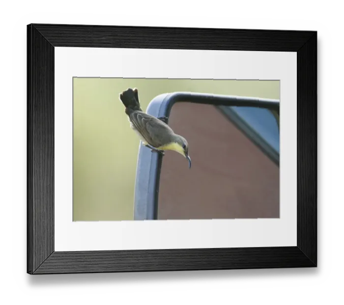 Framed Print : Purple Sunbird (Cinnyris asiaticus) adult female, investigating self reflection in car wing mirror, Bundala N. P Framed Print : Purple Sunbird (Cinnyris asiaticus) adult female, investigating self reflection in car wing mirror, Bundala N. P