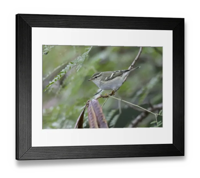 Framed Print : Yellow-browed Warbler (Phylloscopus inornatus) adult, perched on twig, Hong Kong, China, December Framed Print : Yellow-browed Warbler (Phylloscopus inornatus) adult, perched on twig, Hong Kong, China, December
