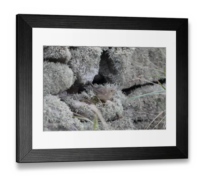 Framed Print : Lanceolated Warbler (Locustella lanceolata) vagrant, standing on lichen covered drystone wall, Fair Isle Framed Print : Lanceolated Warbler (Locustella lanceolata) vagrant, standing on lichen covered drystone wall, Fair Isle