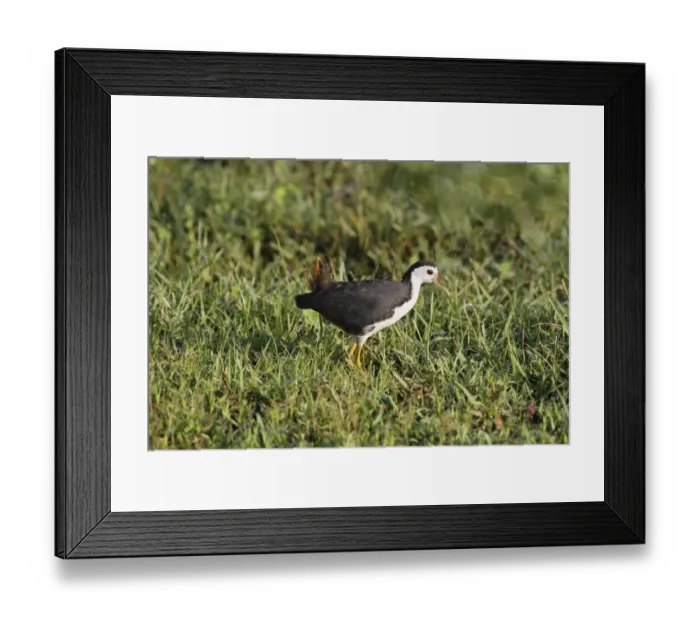 Framed Print : White-breasted Waterhen (Amaurornis phoenicurus) adult, foraging amongst grass, Bundala N. P. Sri Lanka, February Framed Print : White-breasted Waterhen (Amaurornis phoenicurus) adult, foraging amongst grass, Bundala N. P. Sri Lanka, February