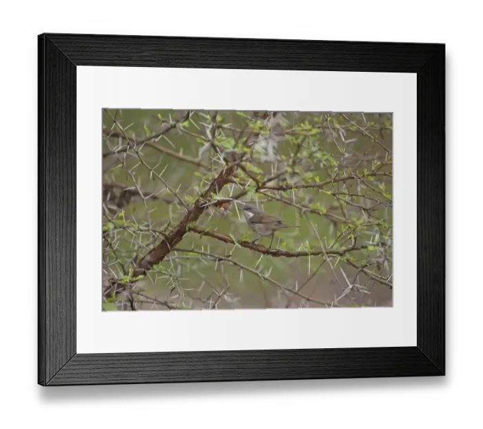 Framed Print : Lesser Whitethroat (Sylvia curruca) adult, winter migrant, perched on thorny twig, India, February Framed Print : Lesser Whitethroat (Sylvia curruca) adult, winter migrant, perched on thorny twig, India, February