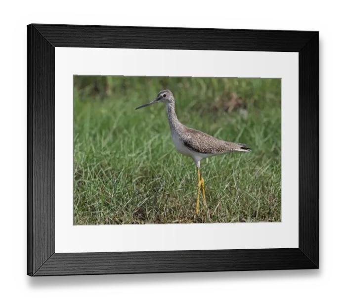 Framed Print : Greater Yellowlegs (Tringa melanoleuca) adult, standing in wet grassland, Black River, Jamaica, December Framed Print : Greater Yellowlegs (Tringa melanoleuca) adult, standing in wet grassland, Black River, Jamaica, December