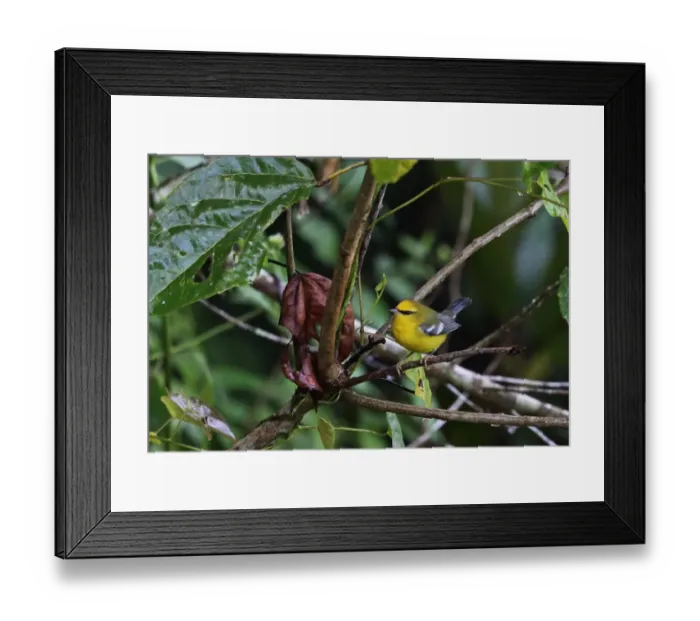 Framed Print : Blue-winged Warbler (Vermivora pinus) adult, perched on twig, Marshalls Pen, Jamaica, December Framed Print : Blue-winged Warbler (Vermivora pinus) adult, perched on twig, Marshalls Pen, Jamaica, December