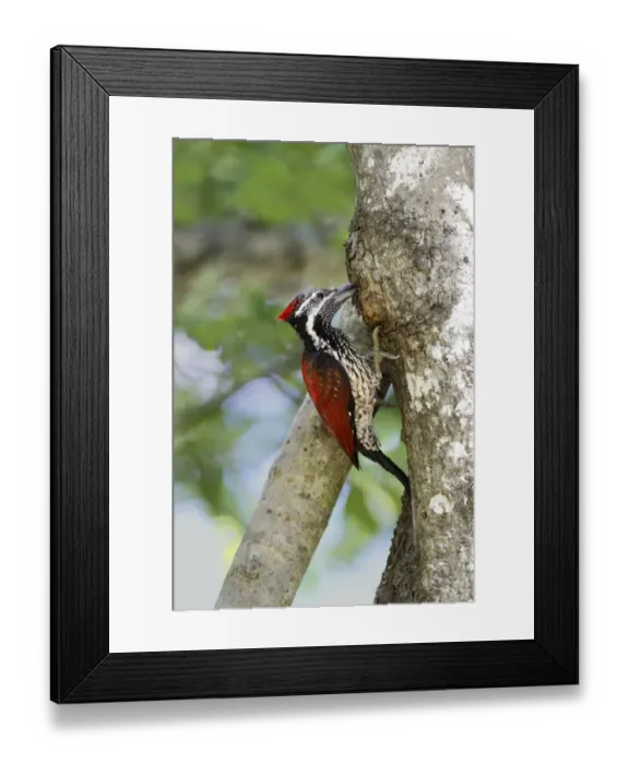 Framed Print : Black-rumped Flameback (Dinopium benghalense) adult female, foraging for ants on tree trunk, Polonnaruwa, Sri Lanka Framed Print : Black-rumped Flameback (Dinopium benghalense) adult female, foraging for ants on tree trunk, Polonnaruwa, Sri Lanka