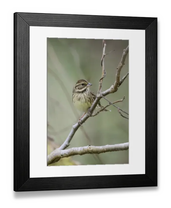 Framed Print : Black-faced Bunting (Emberiza spodocephala personata) Masked Bunting, adult female, non-breeding plumage Framed Print : Black-faced Bunting (Emberiza spodocephala personata) Masked Bunting, adult female, non-breeding plumage