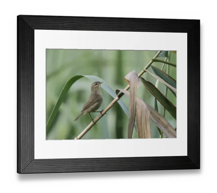 Framed Print : Dusky Warbler (Phylloscopus fuscatus) adult, perched on reed stem in reedbed, Nam Sang Wai, New Territories, Hong Kong Framed Print : Dusky Warbler (Phylloscopus fuscatus) adult, perched on reed stem in reedbed, Nam Sang Wai, New Territories, Hong Kong