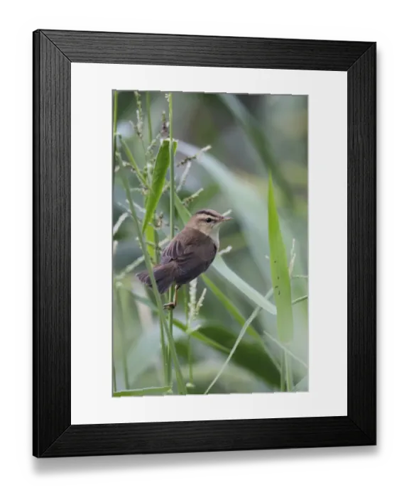 Framed Print : Black-browed Reed-warbler (Acrocephalus bistrigiceps) adult, perched in reedbed, Nam Sang Wai, New Territories Framed Print : Black-browed Reed-warbler (Acrocephalus bistrigiceps) adult, perched in reedbed, Nam Sang Wai, New Territories