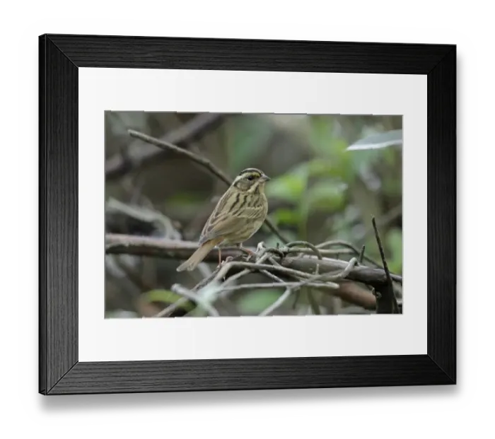 Framed Print : Tristrams Bunting (Emberiza tristrami) adult female, perched on twig, Mount Davis, Hong Kong Island, Hong Kong, China