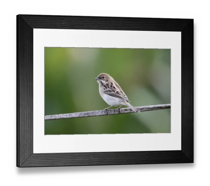 Framed Print : Pallass Reed Bunting (Emberiza pallasi) adult male, non-breeding plumage, perched on wire, Long Valley