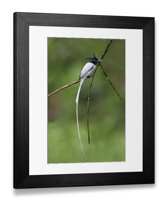 Framed Print : Asian Paradise-flycatcher (Terpsiphone paradisi paradisi) adult male, perched on twig in lowland rainforest Framed Print : Asian Paradise-flycatcher (Terpsiphone paradisi paradisi) adult male, perched on twig in lowland rainforest