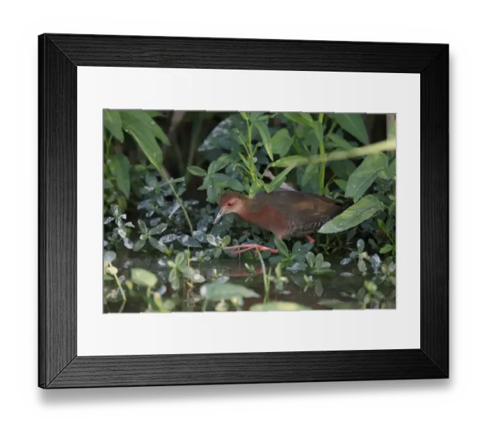 Framed Print : Ruddy-breasted Crake (Porzana fusca) adult, walking in wet vegetable field, Long Valley, New Territories, Hong Kong Framed Print : Ruddy-breasted Crake (Porzana fusca) adult, walking in wet vegetable field, Long Valley, New Territories, Hong Kong