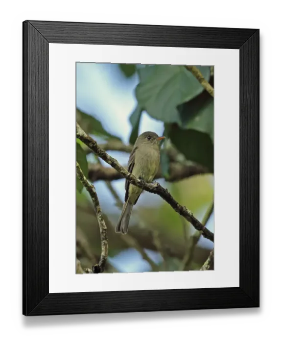 Framed Print : Jamaican Pewee (Contopus pallidus) adult, perched on twig, Marshalls Pen, Jamaica, December Framed Print : Jamaican Pewee (Contopus pallidus) adult, perched on twig, Marshalls Pen, Jamaica, December