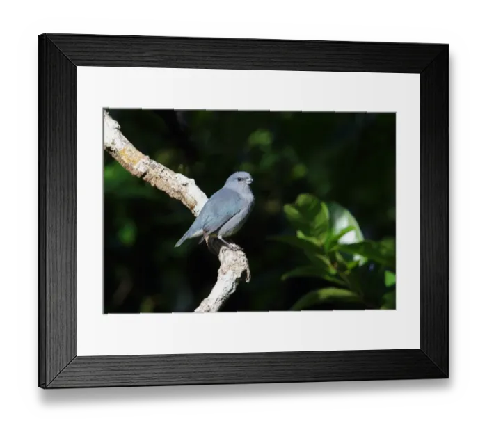 Framed Print : Jamaican Euphonia (Euphonia jamaica) adult male, perched on dead branch, Marshalls Pen, Jamaica, December Framed Print : Jamaican Euphonia (Euphonia jamaica) adult male, perched on dead branch, Marshalls Pen, Jamaica, December