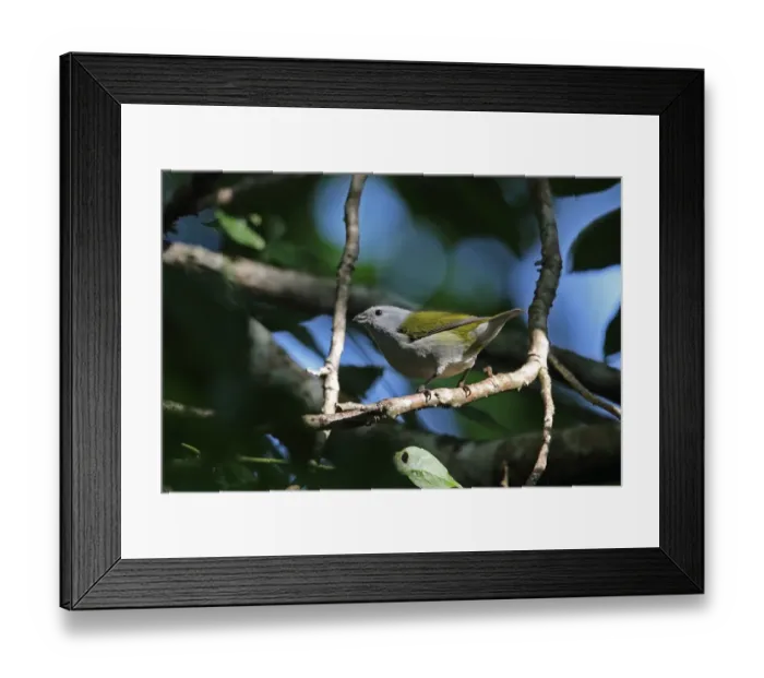 Framed Print : Jamaican Euphonia (Euphonia jamaica) adult female, perched on twig, Marshalls Pen, Jamaica, December Framed Print : Jamaican Euphonia (Euphonia jamaica) adult female, perched on twig, Marshalls Pen, Jamaica, December