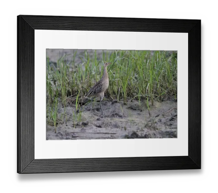 Framed Print : Watercock (Gallicrex cinerea) adult, non-breeding plumage, foraging on mud, Bundala N. P. Sri Lanka, February Framed Print : Watercock (Gallicrex cinerea) adult, non-breeding plumage, foraging on mud, Bundala N. P. Sri Lanka, February