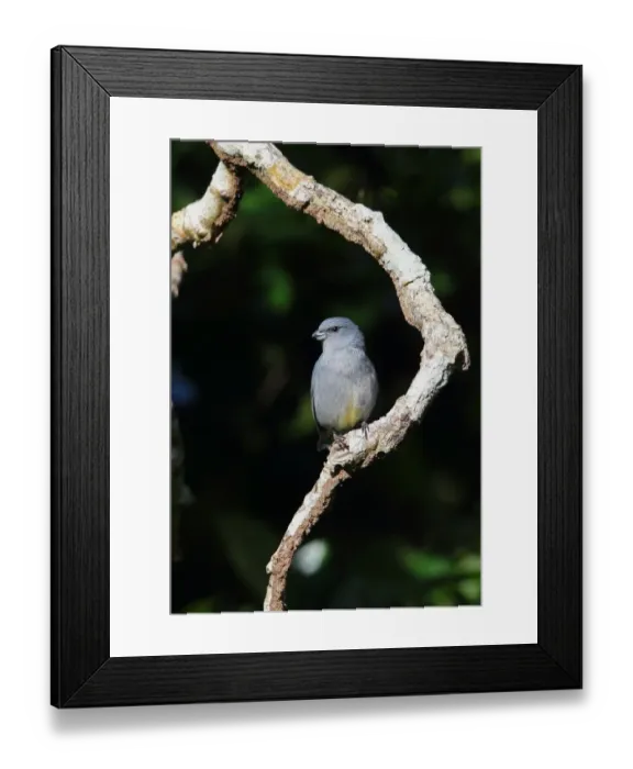 Framed Print : Jamaican Euphonia (Euphonia jamaica) adult male, perched on dead branch, Marshalls Pen, Jamaica, December Framed Print : Jamaican Euphonia (Euphonia jamaica) adult male, perched on dead branch, Marshalls Pen, Jamaica, December