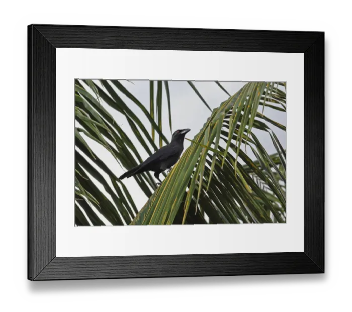 Framed Print : Jamaican Crow (Corvus jamaicensis) adult, perched in palm tree, Linstead, Jamaica, December Framed Print : Jamaican Crow (Corvus jamaicensis) adult, perched in palm tree, Linstead, Jamaica, December