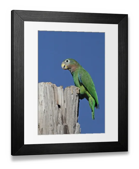 Framed Print : Yellow-billed Amazon Parrot (Amazona collaria) adult, perched on old post, Hope Gardens, Kingston, Jamaica, December