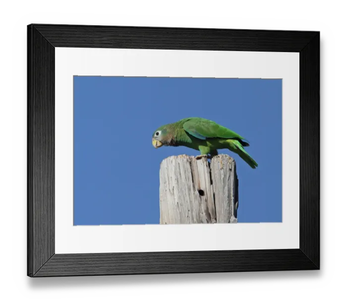 Framed Print : Yellow-billed Amazon Parrot (Amazona collaria) adult, perched on old post, Hope Gardens, Kingston, Jamaica, December Framed Print : Yellow-billed Amazon Parrot (Amazona collaria) adult, perched on old post, Hope Gardens, Kingston, Jamaica, December