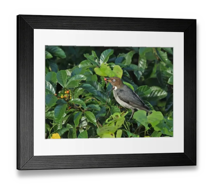 Framed Print : White-eyed Thrush (Turdus jamaicensis) adult, feeding on fruit, perched in fruiting bush, Marshalls Pen, Jamaica Framed Print : White-eyed Thrush (Turdus jamaicensis) adult, feeding on fruit, perched in fruiting bush, Marshalls Pen, Jamaica