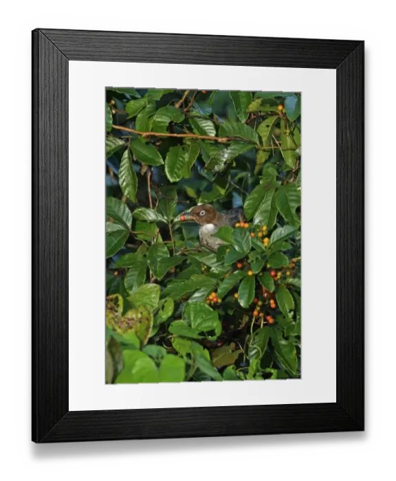 Framed Print : White-eyed Thrush (Turdus jamaicensis) adult, feeding on fruit, perched in fruiting bush, Marshalls Pen, Jamaica Framed Print : White-eyed Thrush (Turdus jamaicensis) adult, feeding on fruit, perched in fruiting bush, Marshalls Pen, Jamaica