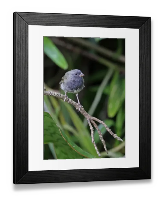 Framed Print : Black-faced Grassquit (Tiaris bicolor marchii) immature male, perched on twig, Marshalls Pen, Jamaica, December Framed Print : Black-faced Grassquit (Tiaris bicolor marchii) immature male, perched on twig, Marshalls Pen, Jamaica, December