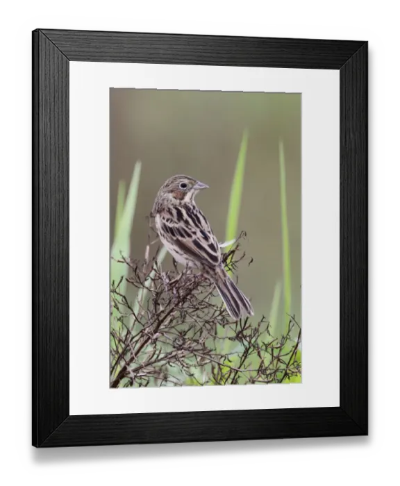 Framed Print : Chestnut-eared Bunting (Emberiza fucata) adult male, non-breeding plumage, perched in brush, Long Valley Framed Print : Chestnut-eared Bunting (Emberiza fucata) adult male, non-breeding plumage, perched in brush, Long Valley