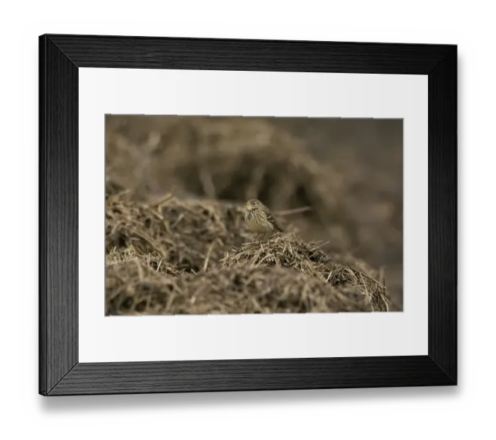 Framed Print : Buff-bellied Pipit (Anthus rubescens rubescens) American Pipit nominate subspecies, adult, non-breeding plumage Framed Print : Buff-bellied Pipit (Anthus rubescens rubescens) American Pipit nominate subspecies, adult, non-breeding plumage
