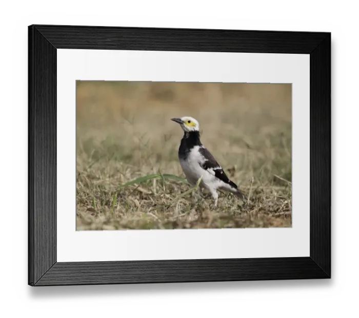 Framed Print : Black-collared Starling (Sturnus nigricollis) adult, walking on fishpond bank, Hong Kong, China, October Framed Print : Black-collared Starling (Sturnus nigricollis) adult, walking on fishpond bank, Hong Kong, China, October
