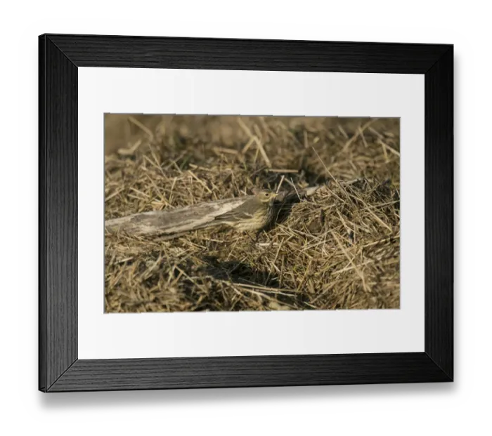 Framed Print : Buff-bellied Pipit (Anthus rubescens rubescens) American Pipit nominate subspecies, adult, non-breeding plumage Framed Print : Buff-bellied Pipit (Anthus rubescens rubescens) American Pipit nominate subspecies, adult, non-breeding plumage