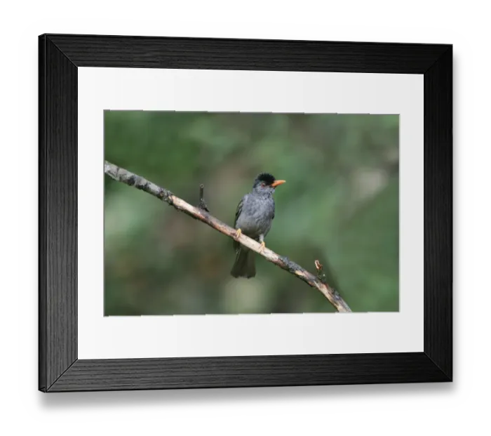 Framed Print : Square-tailed Bulbul (Hypsipetes ganeesa humii) adult, perched on twig in lowland rainforest, Sinharaja Forest Reserve Framed Print : Square-tailed Bulbul (Hypsipetes ganeesa humii) adult, perched on twig in lowland rainforest, Sinharaja Forest Reserve