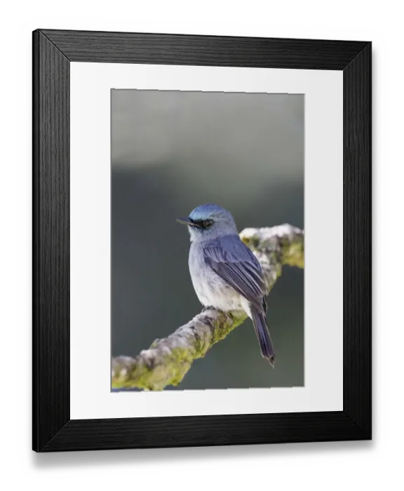 Framed Print : Dull-blue Flycatcher (Eumyias sordida) adult, perched on twig, Horton Plains N. P. Sri Lanka, February