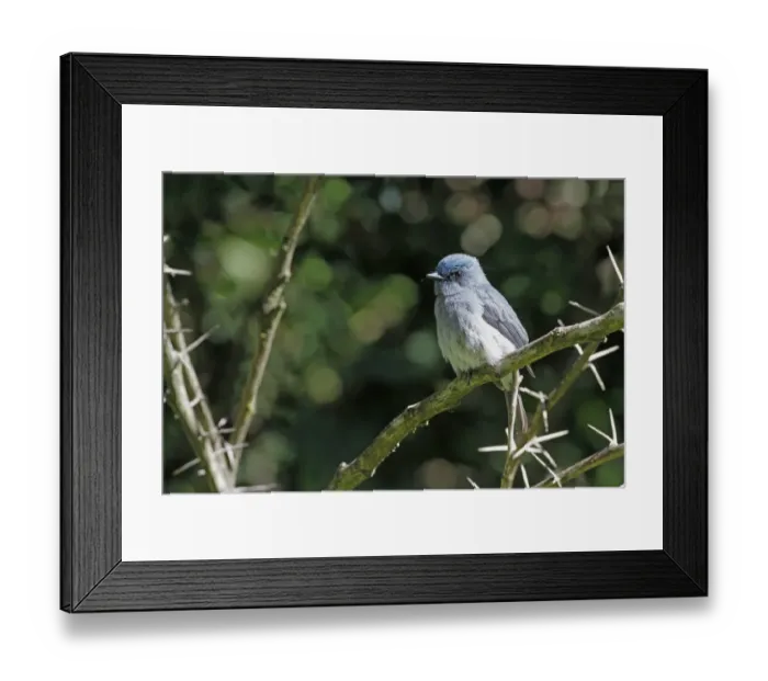 Framed Print : Dull-blue Flycatcher (Eumyias sordida) adult, perched on twig, Horton Plains N. P. Sri Lanka, February Framed Print : Dull-blue Flycatcher (Eumyias sordida) adult, perched on twig, Horton Plains N. P. Sri Lanka, February