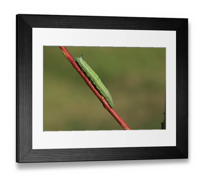 Framed Print : Hummingbird Hawkmoth (Macroglossum stellatarum) caterpillar, on stem, Brittany, France, August Framed Print : Hummingbird Hawkmoth (Macroglossum stellatarum) caterpillar, on stem, Brittany, France, August