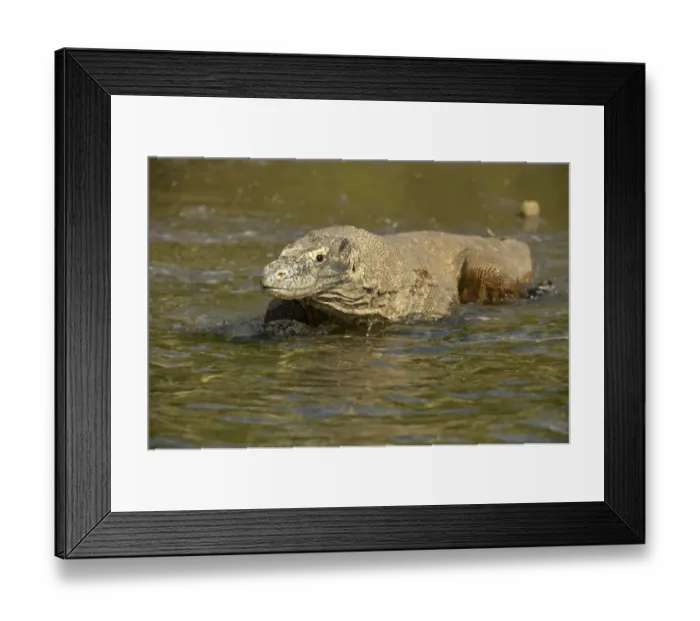 Framed Print : Komodo Dragon (Varanus komodoensis) adult, wading in shallow water on beach, Rinca Island, Komodo N. P