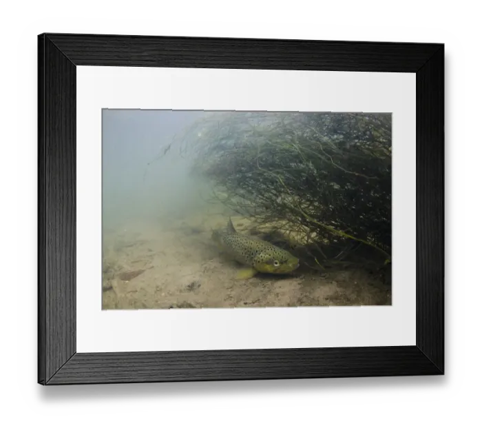 Framed Print : Brown Trout (Salmo trutta fario) adult, on riverbed beside weeds in river habitat, River Witham, Lincolnshire, England Framed Print : Brown Trout (Salmo trutta fario) adult, on riverbed beside weeds in river habitat, River Witham, Lincolnshire, England
