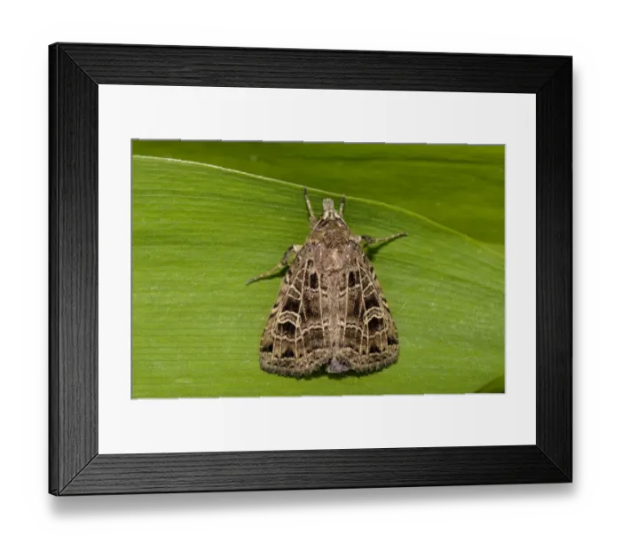 Framed Print : Common Gothic (Naenia typica) adult, freshly emerged, clinging to leaf in garden, Thirsk, North Yorkshire, England Framed Print : Common Gothic (Naenia typica) adult, freshly emerged, clinging to leaf in garden, Thirsk, North Yorkshire, England
