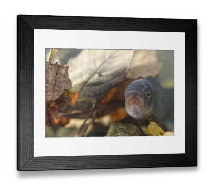 Framed Print : Tench (Tinca tinca) immature, in tank, Nottingham, Nottinghamshire, England, February Framed Print : Tench (Tinca tinca) immature, in tank, Nottingham, Nottinghamshire, England, February