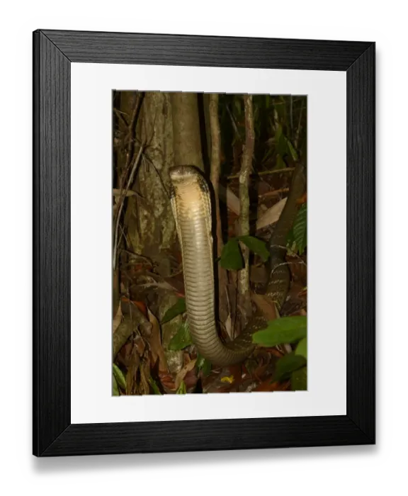Framed Print : King Cobra (Ophiophagus hannah) adult, rearing up with hood flattened in threat display, in native forest at night Framed Print : King Cobra (Ophiophagus hannah) adult, rearing up with hood flattened in threat display, in native forest at night