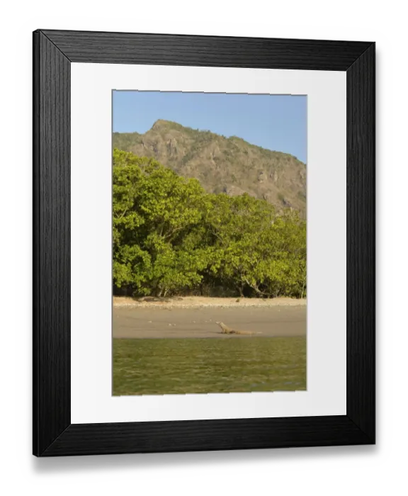 Framed Print : Komodo Dragon (Varanus komodoensis) adult, resting on beach in habitat, Rinca Island, Komodo N. P
