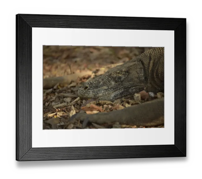 Framed Print : Komodo Dragon (Varanus komodoensis) adult, close-up of head, sleeping on forest floor, Komodo Island, Komodo N. P Framed Print : Komodo Dragon (Varanus komodoensis) adult, close-up of head, sleeping on forest floor, Komodo Island, Komodo N. P