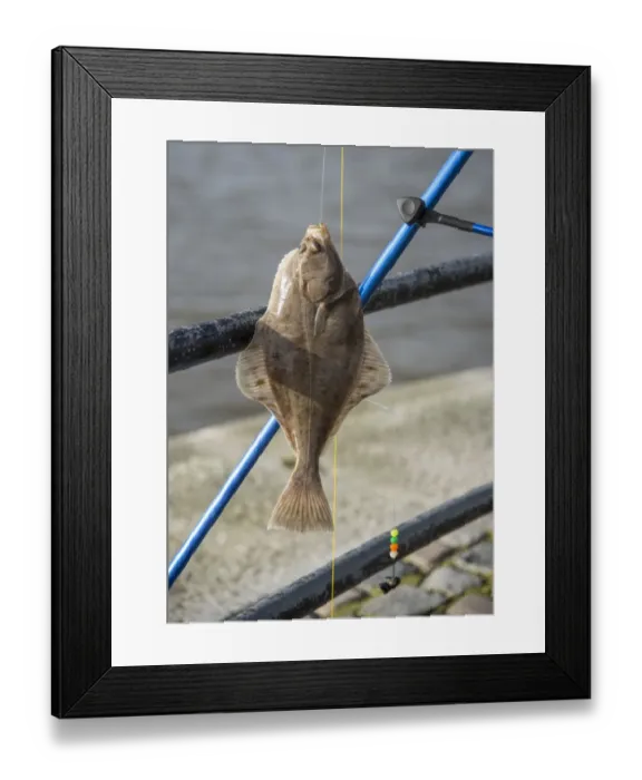 Framed Print : European Flounder (Platichthys flesus) immature, caught by fishermen fishing on tidal river joining entrance to dock Framed Print : European Flounder (Platichthys flesus) immature, caught by fishermen fishing on tidal river joining entrance to dock