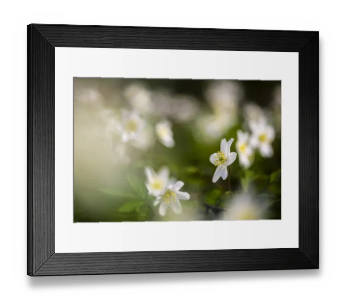 Framed Print : Wood Anemone (Anemone nemorosa) flowering, growing in woodland, Kent, England, April Framed Print : Wood Anemone (Anemone nemorosa) flowering, growing in woodland, Kent, England, April