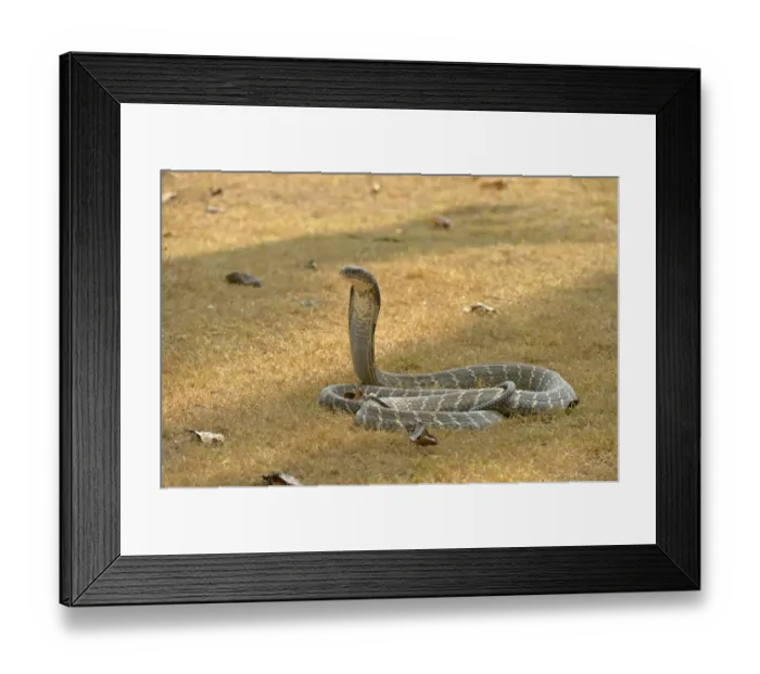 Framed Print : King Cobra (Ophiophagus hannah) adult, rearing up with hood flattened in threat display, Bali, Lesser Sunda Islands Framed Print : King Cobra (Ophiophagus hannah) adult, rearing up with hood flattened in threat display, Bali, Lesser Sunda Islands