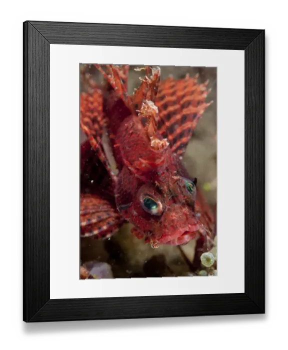 Framed Print : Shortfin Lionfish (Dendrochirus brachypterus) adult, close-up of head, Pantai Parigi, Lembeh Straits, Sulawesi Framed Print : Shortfin Lionfish (Dendrochirus brachypterus) adult, close-up of head, Pantai Parigi, Lembeh Straits, Sulawesi