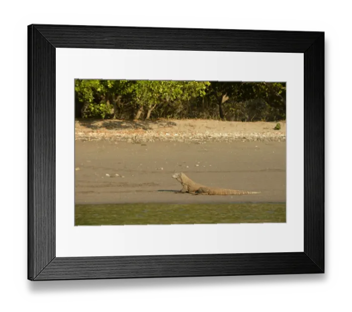 Framed Print : Komodo Dragon (Varanus komodoensis) adult, resting on beach, Rinca Island, Komodo N. P Framed Print : Komodo Dragon (Varanus komodoensis) adult, resting on beach, Rinca Island, Komodo N. P